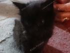 kitten