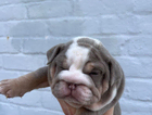 puppy