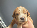 puppy