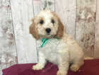 Puppy