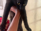 my black cat is missing in b100hx