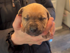 puppy