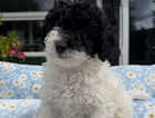 Puppy