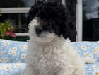 puppy