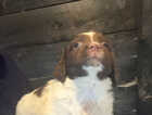 Puppy