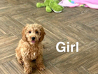 puppy