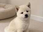 Puppy