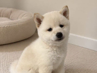 puppy