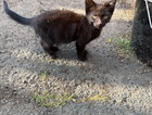 kitten
