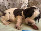 Puppy