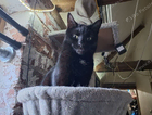 Missing small black cat
