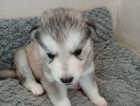 Puppy
