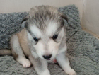 puppy