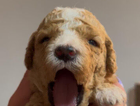 yellow puppy