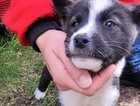 Puppy
