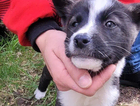 puppy