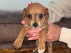 Puppy