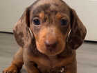 Puppy