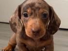 puppy
