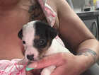 Puppy