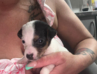 puppy
