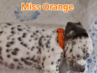 miss orange