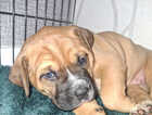 Puppy