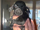 Puppy