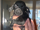 puppy - yellow
