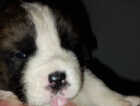 Puppy