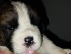 puppy