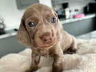 puppy