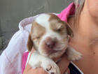 puppy