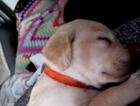 puppy