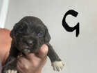 Puppy