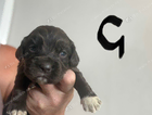 puppy