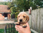 Puppy