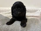 Puppy