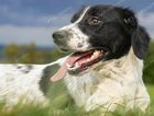 Missing black and white spaniel x lab