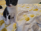 kitten
