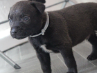 puppy