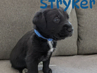 stryker/dark blue