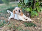 Puppy