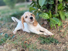 puppy