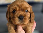 Puppy