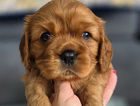 puppy