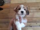 puppy