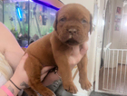 simba
