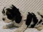 Puppy