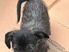 Puppy